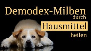 🍃Demodex Milben beim Hund mit Hausmitteln behandeln  ohne Chemie [upl. by Arvad107]