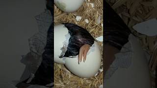 6egg and first chicks youtubeshorts eggchicksviralvideo [upl. by Krahling]