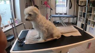 Malteser beim Hundefriseur grooming [upl. by Yelnats]