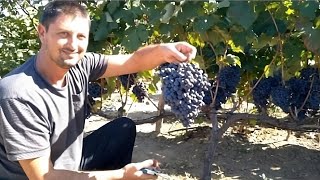 How to Prune and Grow Grapes  A Complete Garden Growing spur type guide [upl. by Arjun866]