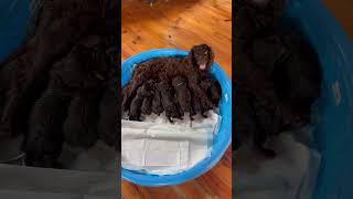 BOYKIN SPANIEL PUPPIES [upl. by Dj]