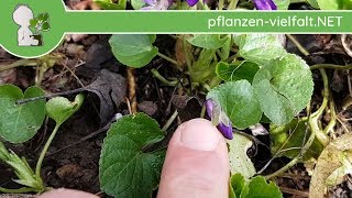 Duftveilchen  Erste Boten  290318 Viola odorata  PflanzenBestimmung [upl. by Wystand]