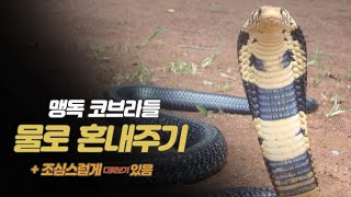 코브라들 혼내주기 How to play with naja melanoleuca Naja nigricollis [upl. by Rahel]