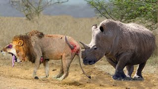 Mother Rhino Bravely Take Down Herd Lions To Rescue Her Baby  Lion vs Rhino Hippo Zebra Giraffe [upl. by Arayt441]