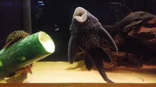 Timelapse plecos eating cucumber [upl. by Lenoil]