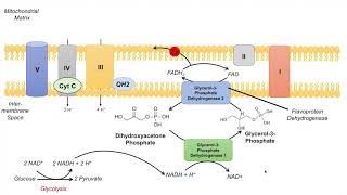 GlycerolPhosphate Shuttle  NADH Electron Transport Chain and ATP Yield [upl. by Cirederf925]