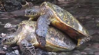 MVI 1632 Green sea turtles mating [upl. by Aonehc]