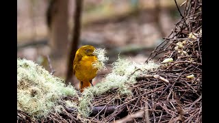 Golden Bowerbird HD [upl. by Casar]