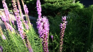 Liatris spicata [upl. by Delaryd]