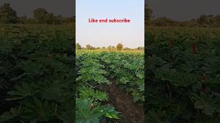 Kisan ke khati like end subscribe shortvideo ❤️💐🥰 [upl. by Rivera]