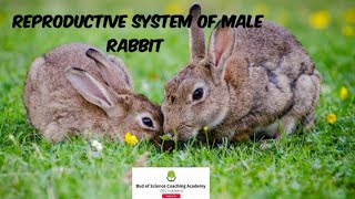 Reproductive system of male Rabbit  Gonads Associated ducts and glands function  Class 10th [upl. by Elletse]