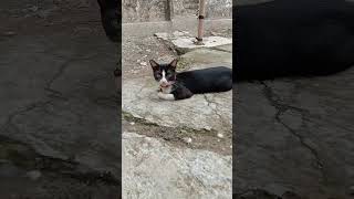 Kucing imut kucingkampung kucingkabur soundasmr [upl. by Herold]