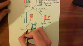 Introduction to p53 and the Response to DNA Damage Part 5 [upl. by Anaeerb]