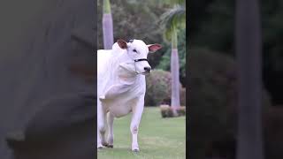 Nelor ranch lovely cattle breed big cattle farming animals youtube short shorts [upl. by Monson852]