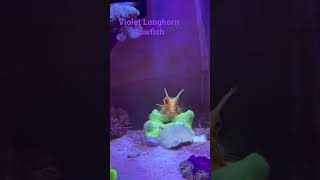 Beautiful Longhorn Cowfish 01242022 [upl. by Annaihr]