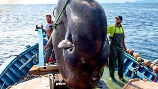 How American fishermen catch thousands of sunfish at sea  Watch experts process giant 3ton sunfish [upl. by Ansilme102]