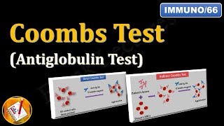 Coombs test or Antiglobulin Test FLImmuno66 [upl. by Marchak]