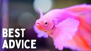 Everything You Should Know Before You Get a Betta 7 Tips for Keeping Bettas in an Aquarium [upl. by Ynnek]