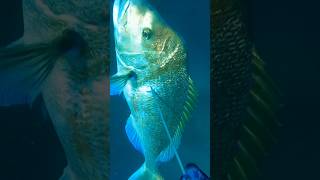 Spearfishing GIANT Snapper [upl. by Candice]