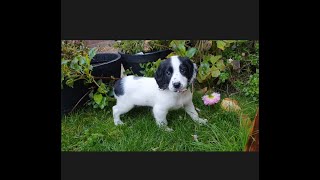 The life of a Sprocker Springer Spaniel Puppy  Ralph 8 weeks to 6 months [upl. by Foote]