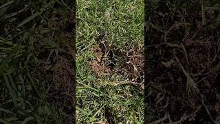 Armadillo Story Follow Up armadillos grass digging [upl. by Ahsrat342]