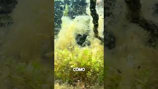 Eliminando las algas del acuario de mis ramirezi con algol de JBL 🥰 [upl. by Alaaj]