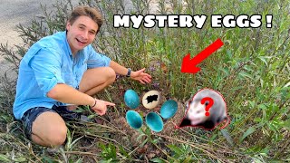 UNCOVERING MYSTERY EGGS AT MY ZOO [upl. by Care]