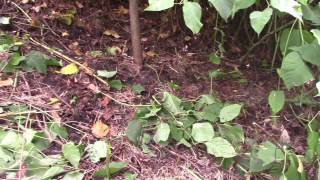 Dangers of Invasive Plants on the Homestead  Japanese Knotweed [upl. by Ffoeg]