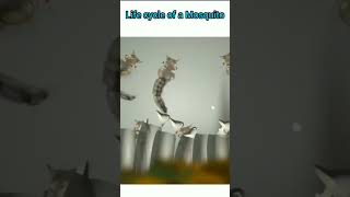 Life cycle of mosquito 🦟 😪 shots sciencefacts biology shortsfeed scienceexperiment [upl. by Dihsar]