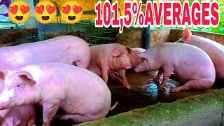 AVERAGES 1015 DAHIL SA ORGANIC FULL HARVESTdongyangvlogs4064 [upl. by Malinda]