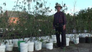 How to Grow Peach Trees  How to Keep Insects From Growing in Peach Trees [upl. by Millard]