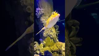 Rare fish ever Longhorn Cowfish shorts youtubeshorts [upl. by Davide16]