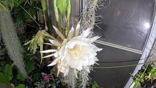 Timelapse of night blooming cactus opening nightbloom [upl. by Ydnyc326]