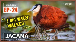 Jacana → Water Walking Wonder of Wetlands ● facts MadfullMoments ◌ EP►24 [upl. by Mulac]