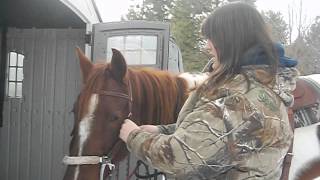 How to Bridle your horse using a hackamore [upl. by Omolhs]