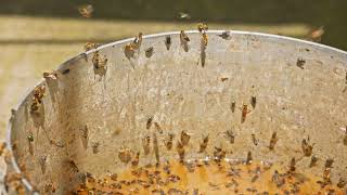 Bees and Flies Swarming Around Fermentation Residue in a Bucket [upl. by Nirihs120]