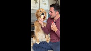 My dog won’t stop drooling 😂 goldenretriever dog [upl. by Ressler310]