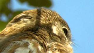 Ferruginous PygmyOwl [upl. by Amilah501]