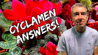 Houseplant Cyclamen Every Question Answered [upl. by Kiran118]