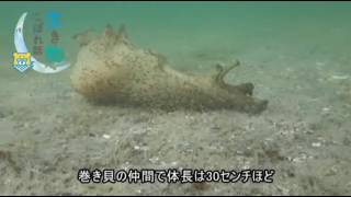 生き物こぼれ話・天草編（３３） アメフラシ Anaspidea PFischer sea hare [upl. by Andeee]