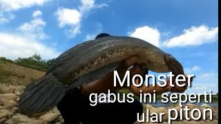 mancinggabustaiwan atofishing monster gabus taiwan landet lagi [upl. by Erund133]