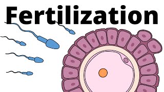 Fertilization explained – sperm and egg fusion [upl. by Bohon]