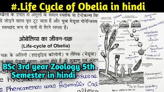 Life cycle of Obelia in hindi  BSc 3rd year Zoology 5th Semester in hindi [upl. by Ennylyak883]