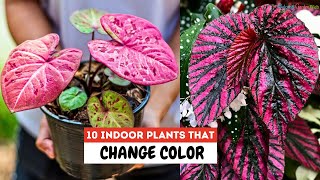 10 Indoor Plants That Change Color [upl. by Elleynad]