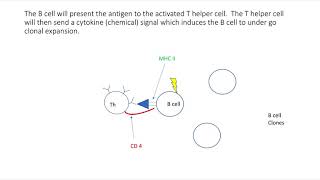 T dependent Humoral Immune Response [upl. by Droflim470]