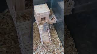 quotBuilding a Dream Home for My Hamster Ice Cream Stick Editionquot hamsterbabyshamstershamsterhouse [upl. by Aicetel]