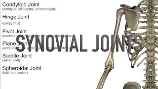 Synovial Joints  Quiz [upl. by Willard]