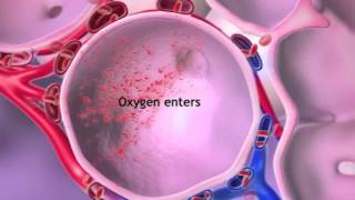 Oxygen amp CO2 Exchange LearnVisible Body [upl. by Lilah455]