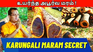 Benefits Of Karungali Tree  Mahasreerajhan Live கருங்காலி மரம் ரகசியமும் அதன் பயன்களும் [upl. by Erastes]