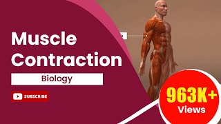 Muscle Contraction [upl. by Nnylaj]